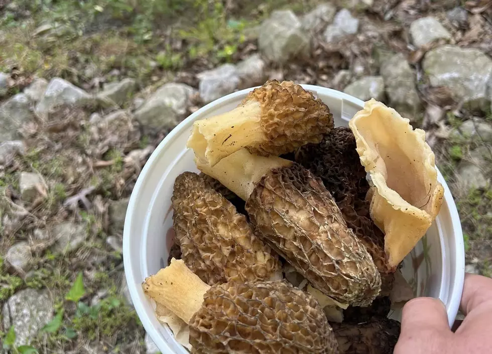 It&#8217;s Morel Mushroom Hunting Season in Indiana and Kentucky