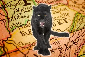 If You Think You Saw a Black Panther in KY, You’re Likely Mistaken