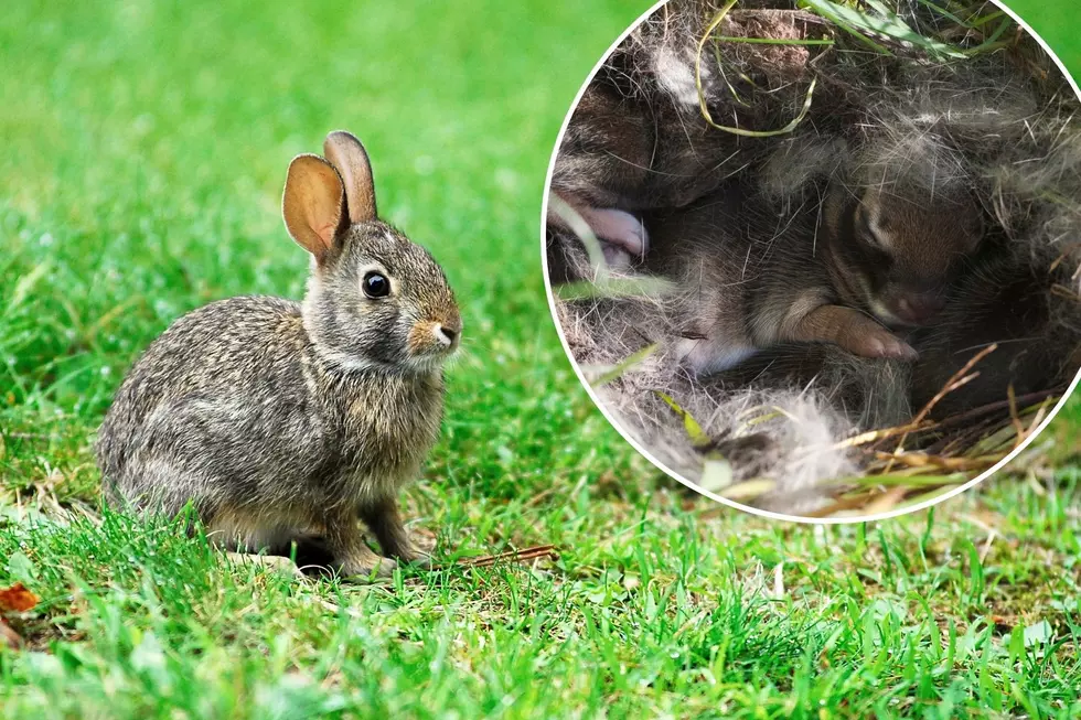 Here's What to do if You Find Baby Bunnies in Your Kentucky Yard
