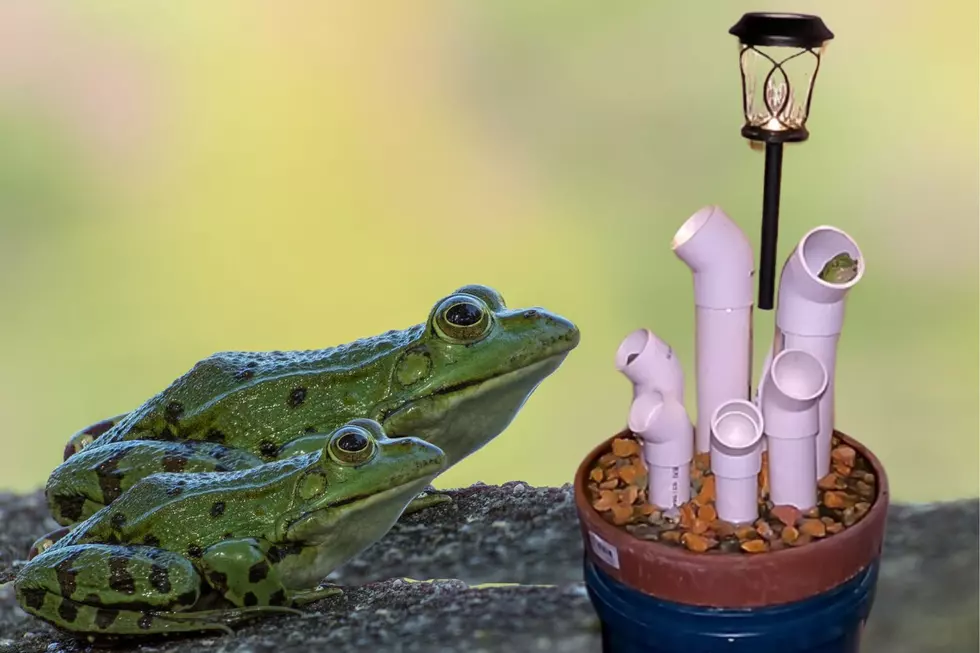 Here’s How to Make a Five Star Frog Hotel For Your Garden