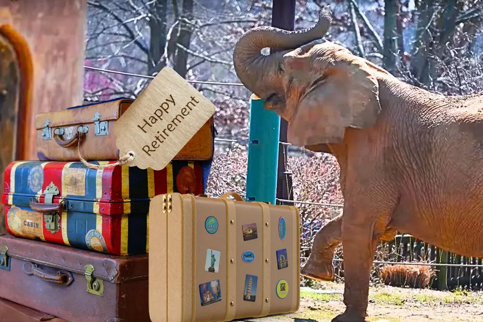 Louisville Zoo Elephants Mikki & Punch Retiring to Sanctuary in Tennessee