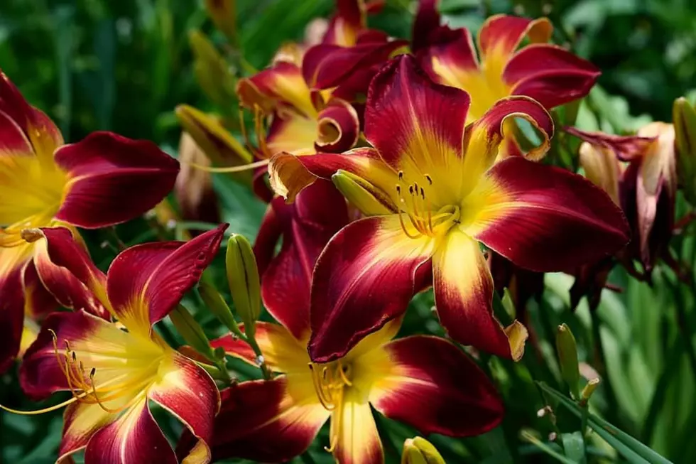 WKY Botanical Garden Facebook