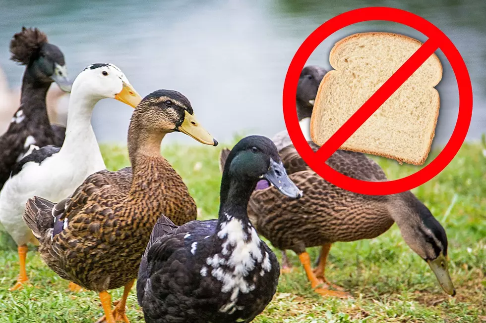 If You Encounter a Duck in Kentucky, Never Feed it This