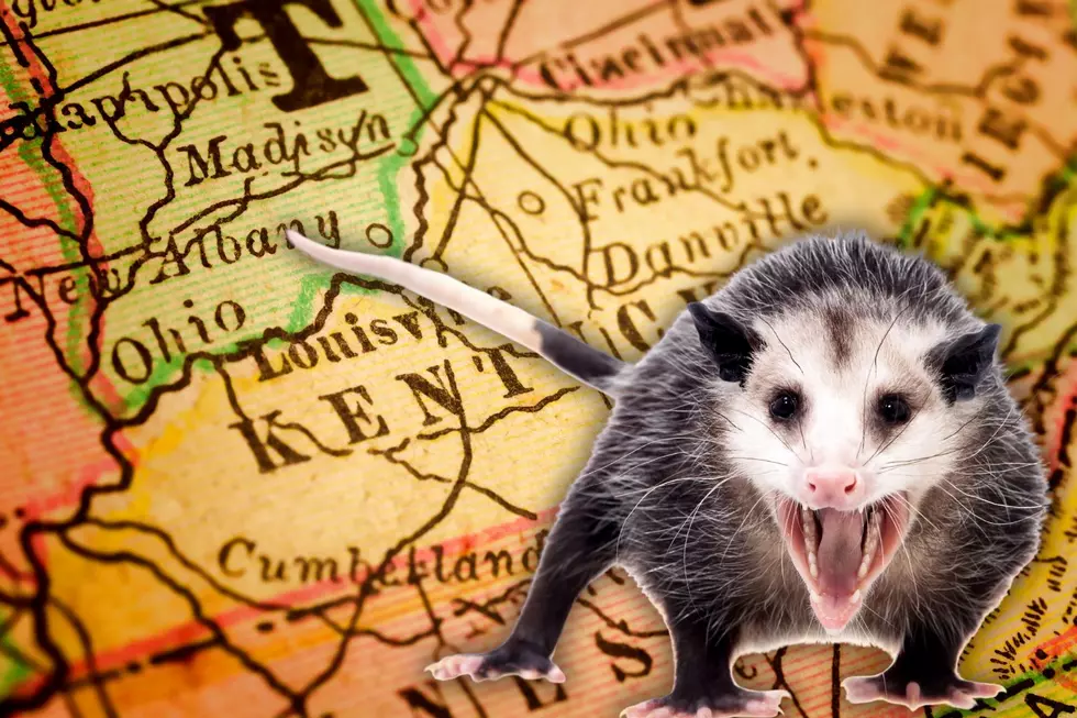 Why Kentucky&#8217;s State Animal Should Be A Possum