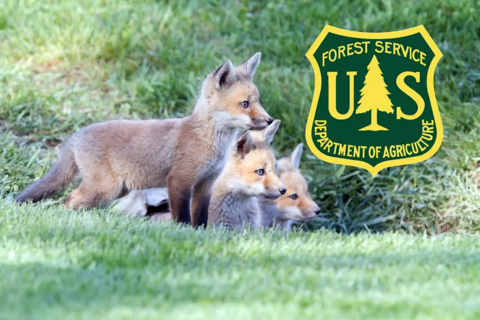 Watch These Adorable Foxes Playing in KY Land Between the Lakes 