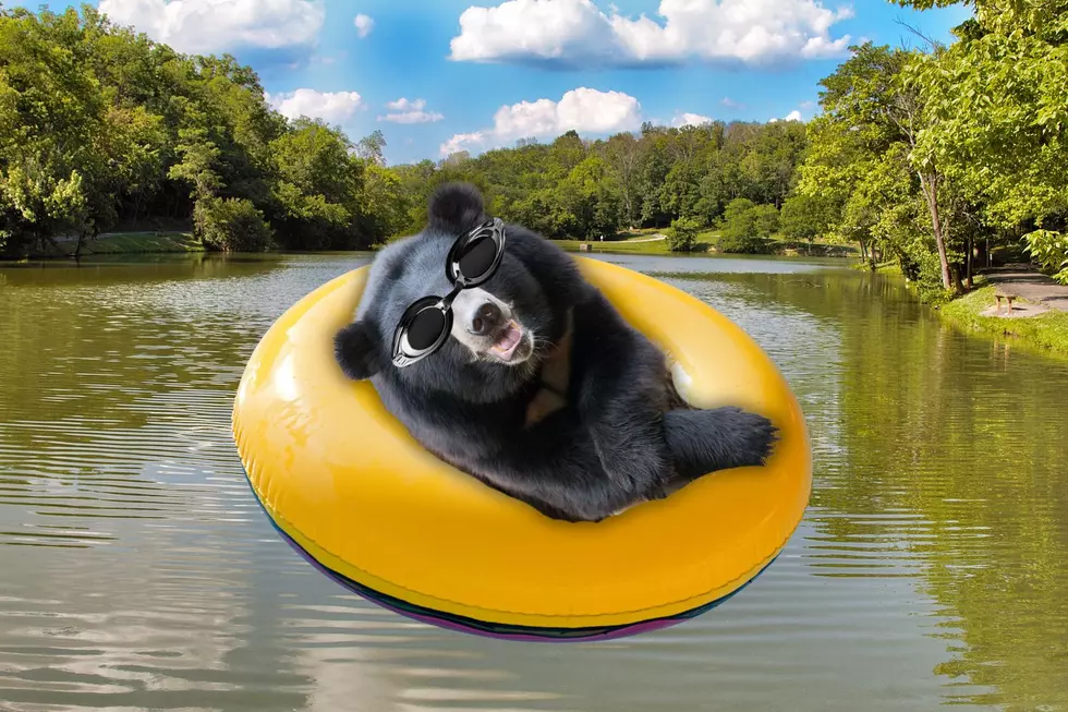 Black Bear Goes For a Swim in a Kentucky Lake [VIDEO]