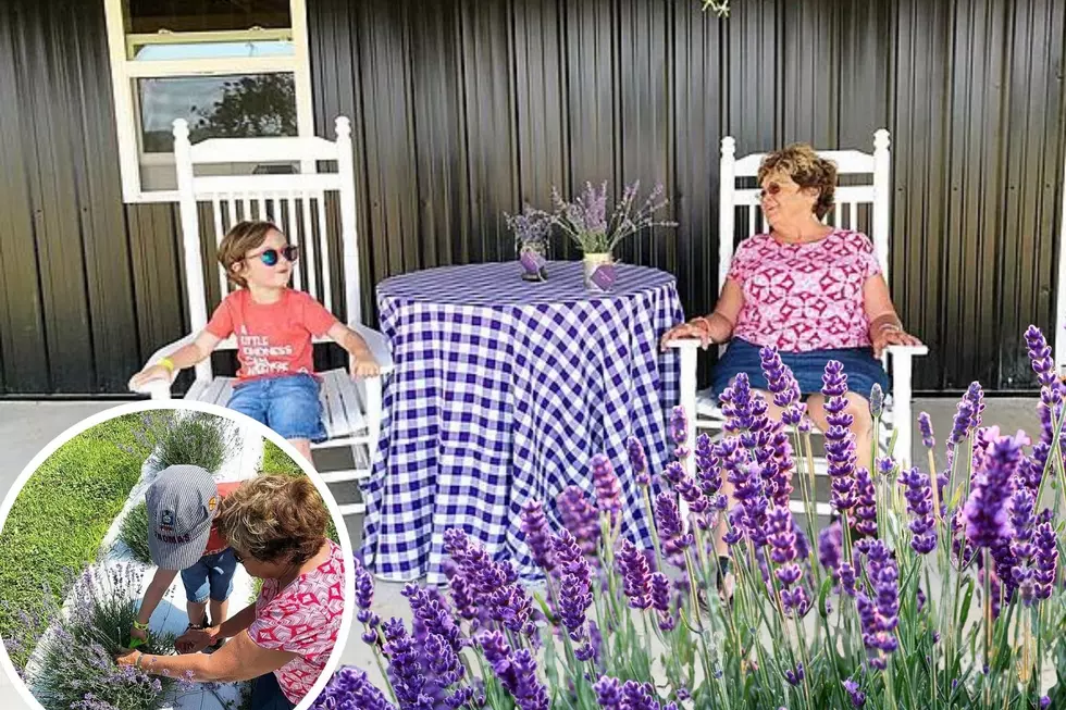 Pick Your Own Lavender at Big Roots Farm in Hawesville This Summer