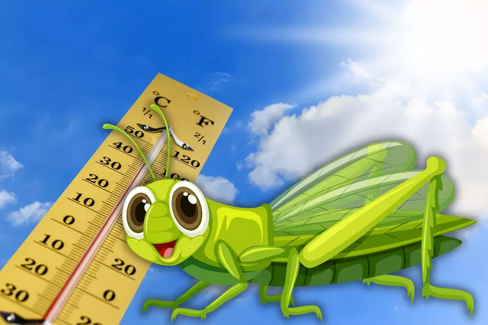 Here&#8217;s How You Can Check the Temperature Outside in KY Using the Cricket Method