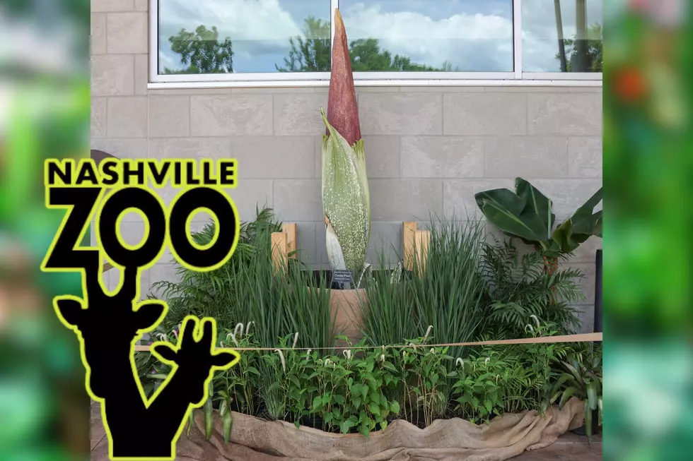 Rare Corpse Flower Set to Bloom at the Nashville Zoo