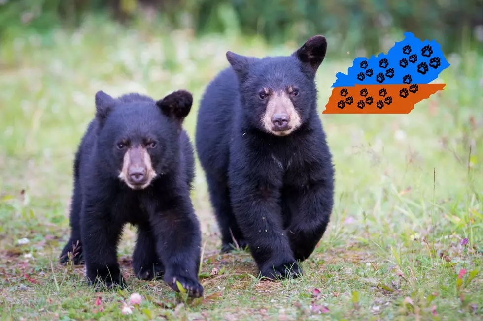 Are Black Bears in Southern KY Coming from Tennessee?