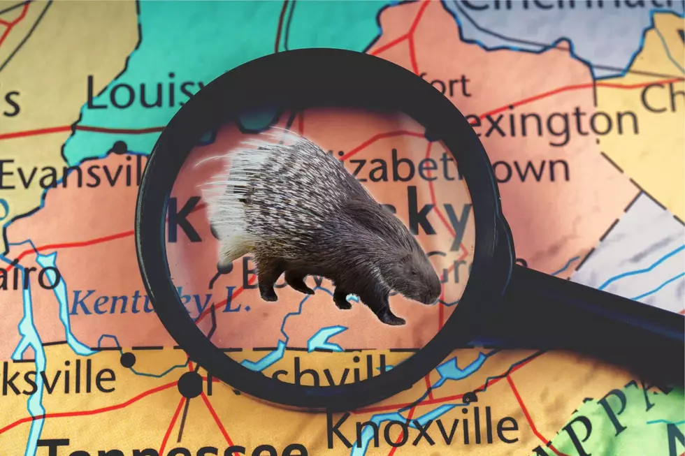 Have You Ever Seen a Porcupine in Kentucky? Because It’s Not Impossible