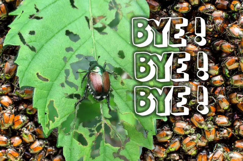 How to Deal With Japanese Beetle Invasions in Your Kentucky Garden