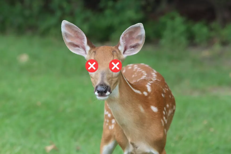 Here’s What You Should Do if You See Sick or Dead Deer in Kentucky