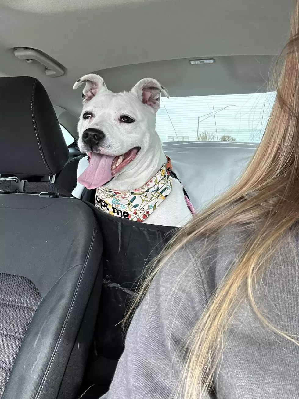 Lilo at Daviess County Animal Care and Control