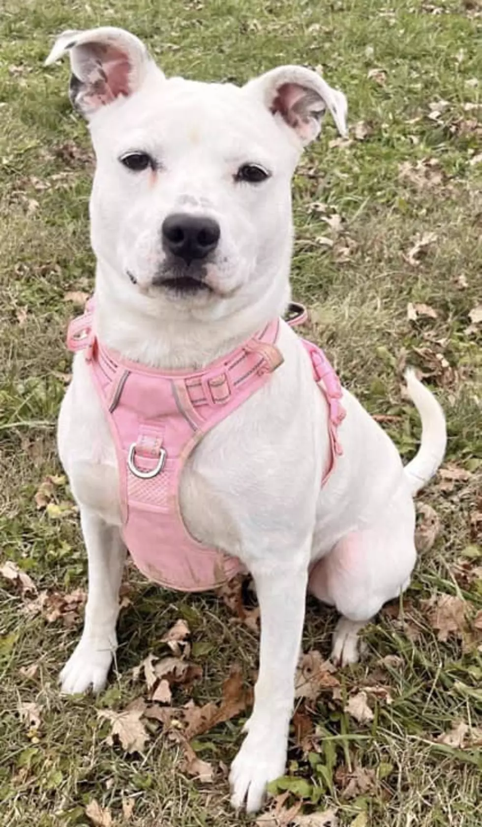 Daviess County Animal Care and Control