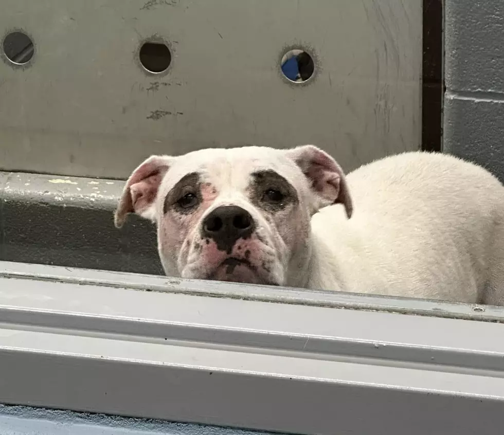 Dolly at Daviess County Animal Care and Control