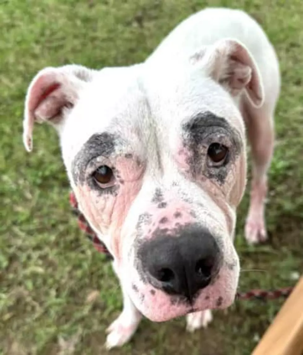 Dolly at Daviess County Animal Care and Control