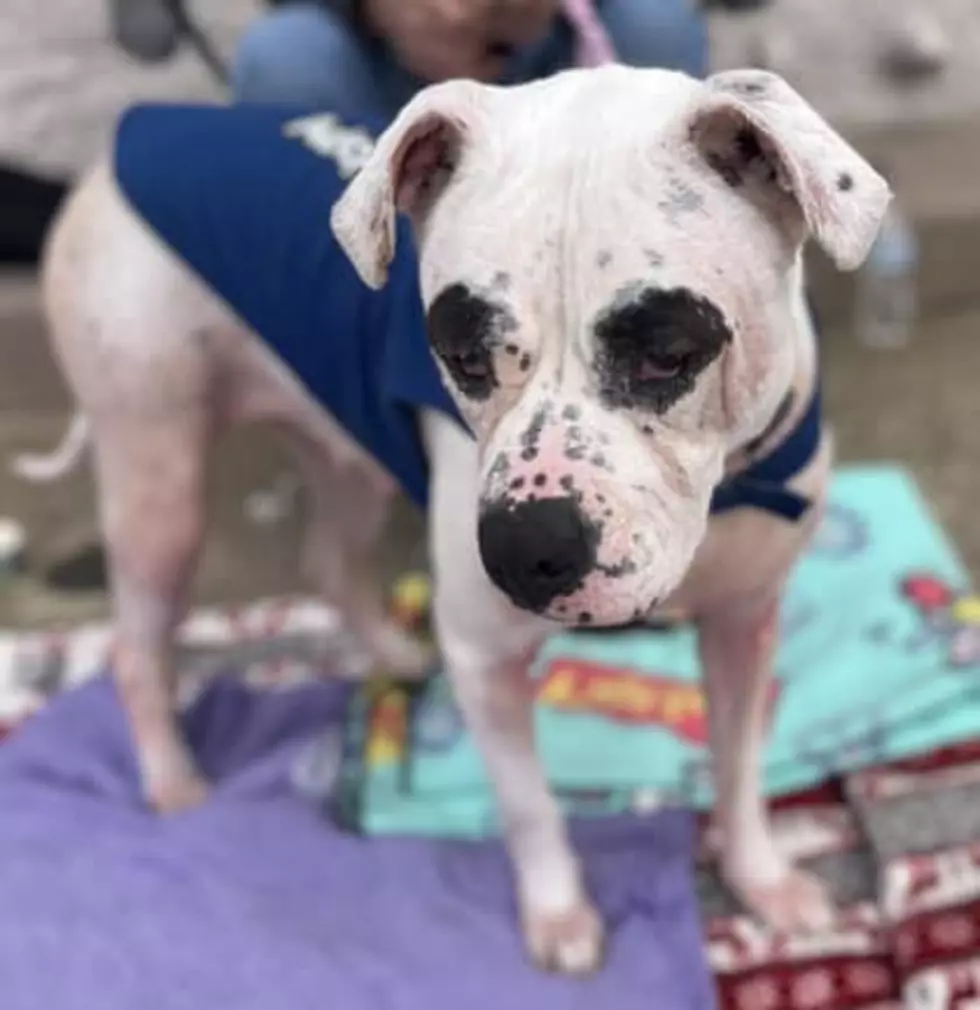Dolly at Daviess County Animal Care and Control