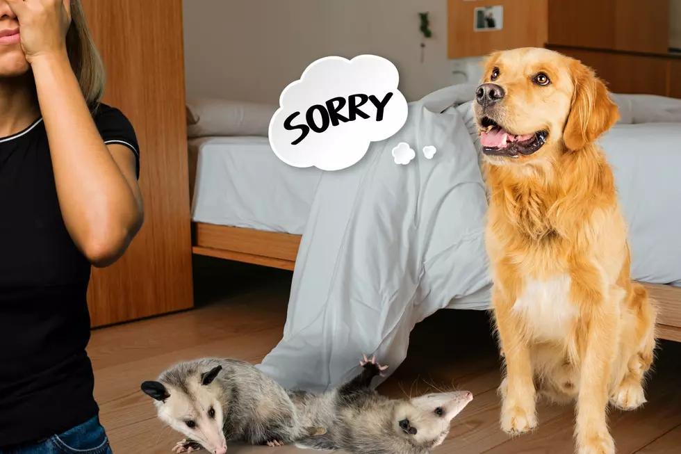 Tucker the Retriever Saves Two Possums: A Stormy Morning of Chaos in Rockport, IN