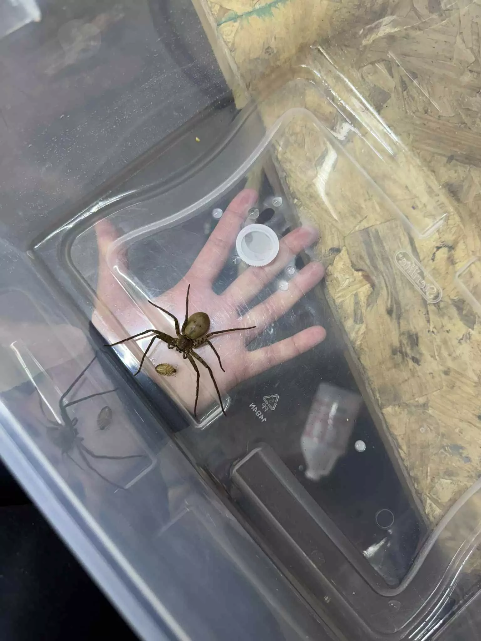 Massive Spider Hitchhikes Back to Tennessee From Florida, image size:1536x2048