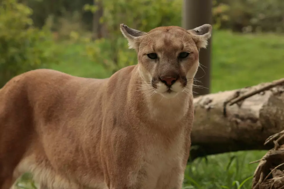 For the People in the Back, There Are No Mountain Lions in KY