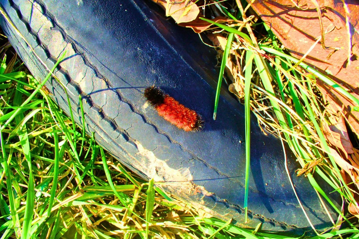 Kentucky's Can't-Miss Woolly Worm Festival All Set for October