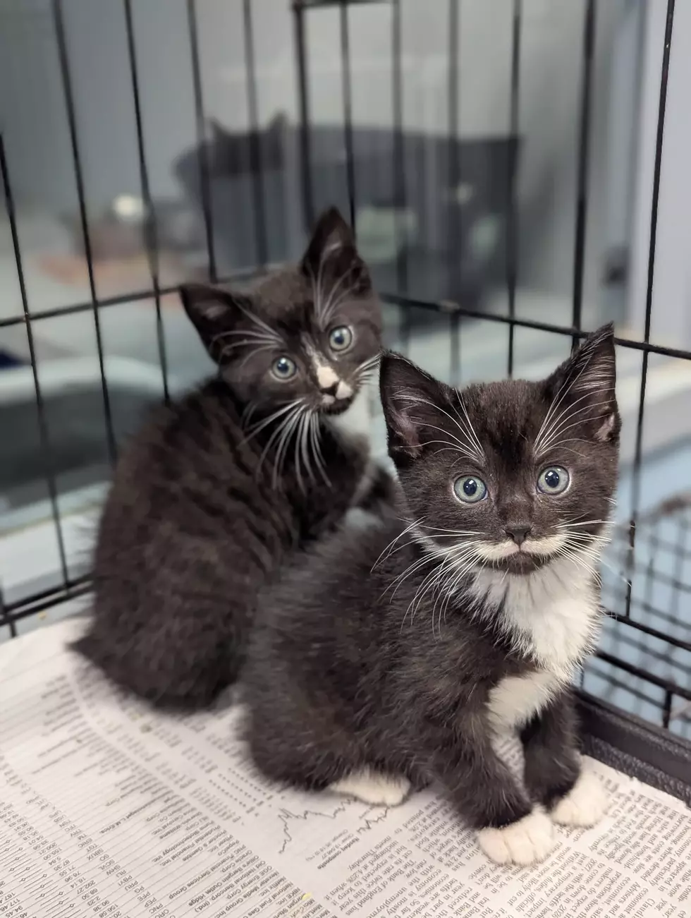 Daviess County It Takes A Village No-Kill Rescue