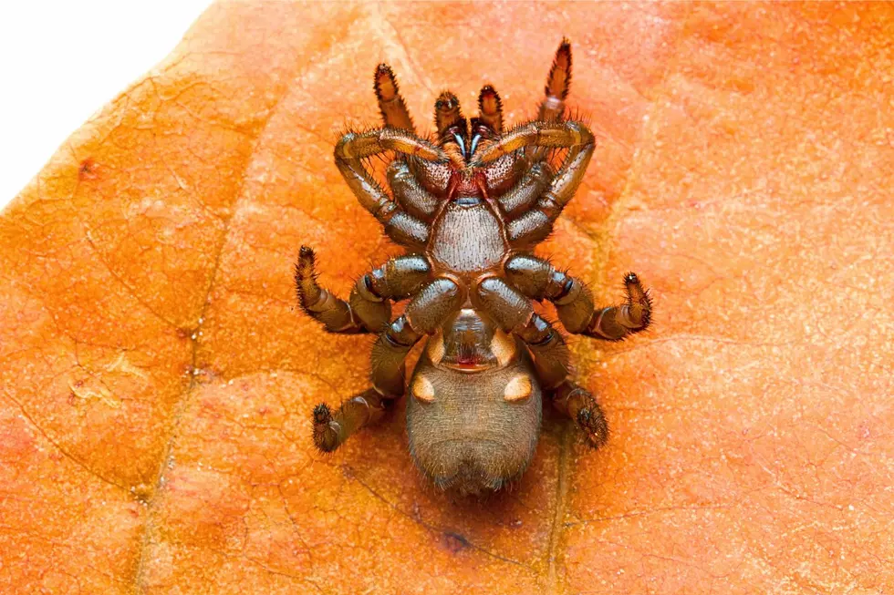 Kentucky Is Home to a Tiny Biting Spider That’s Part of the Tarantula Family