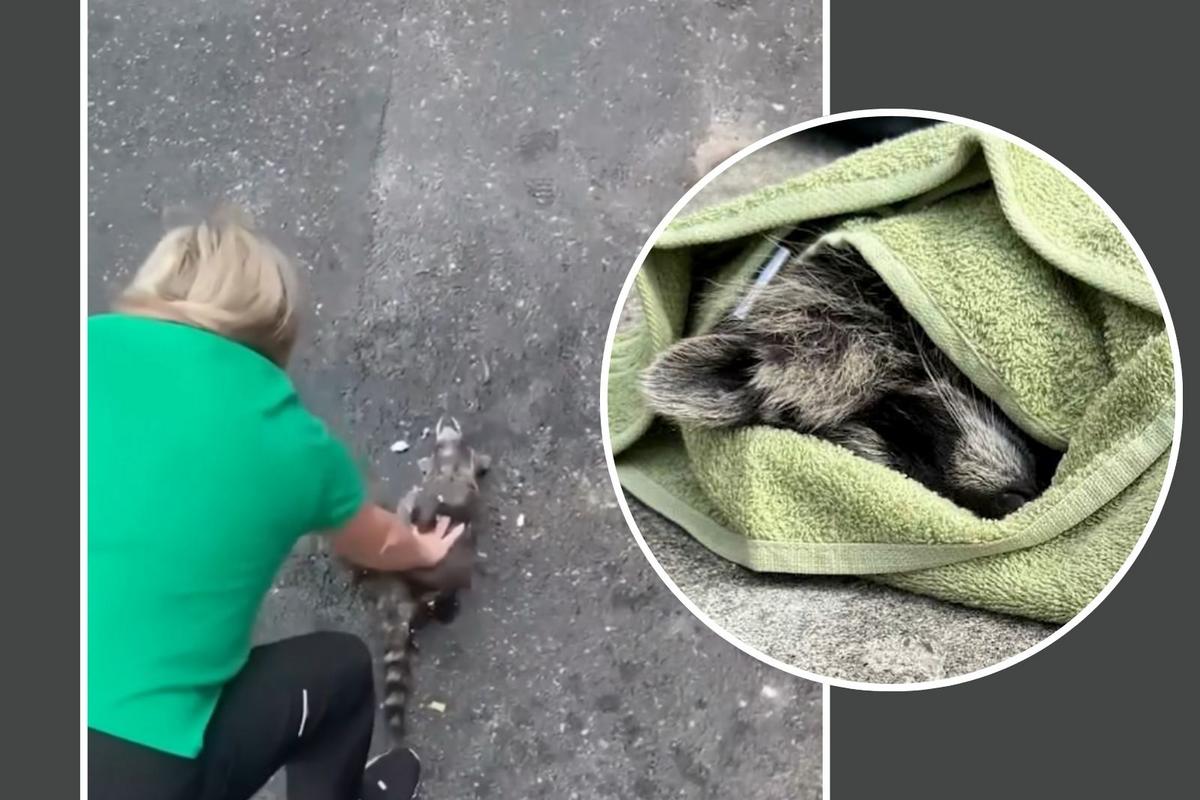 Only in Kentucky: Nurse Revives Drunk Raccoon With CPR