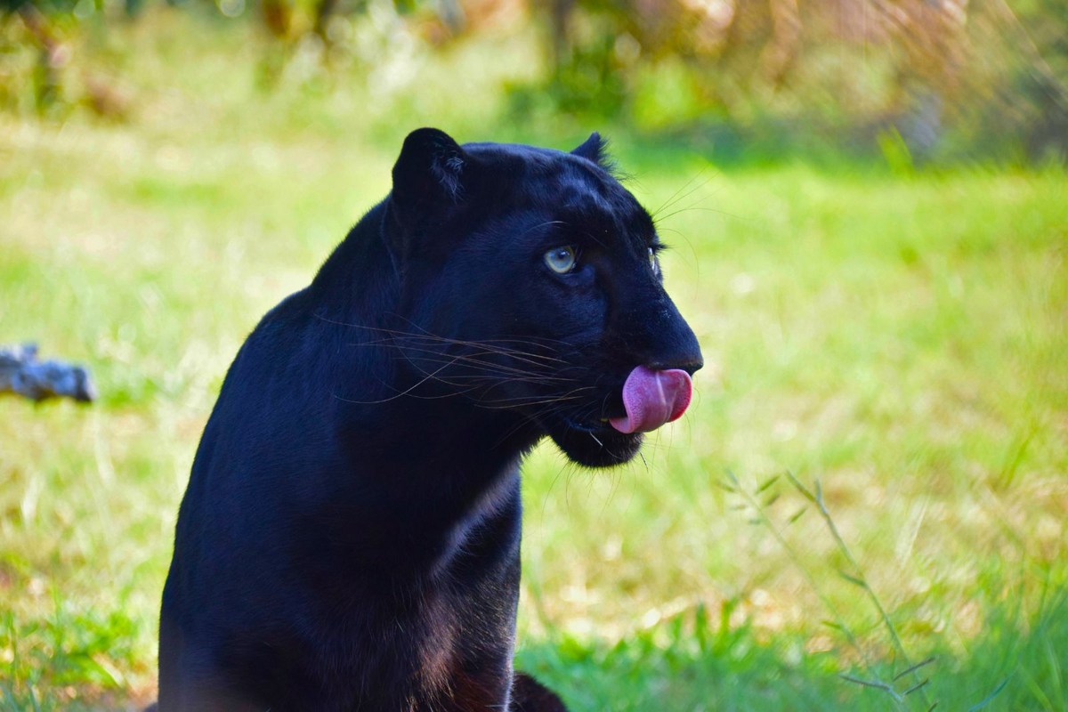 Are There Panthers in Kentucky? The Truth Behind the Myths