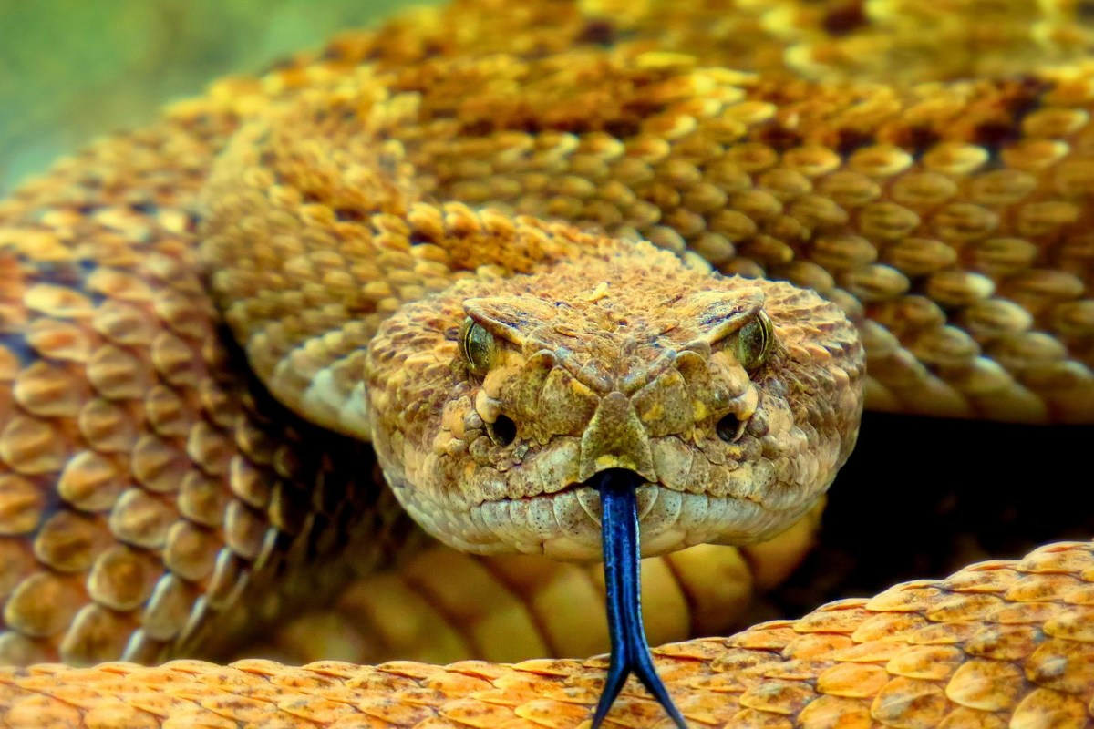 Illinois’ Snake Road Closes for Fall Migration