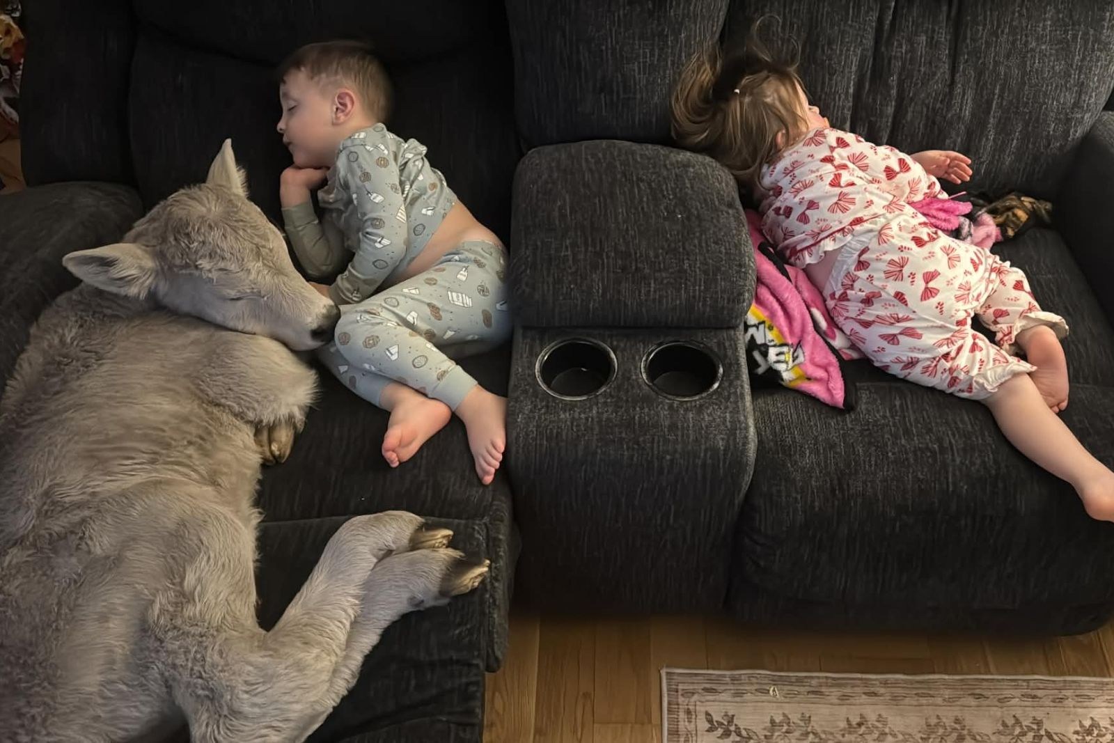 Kentucky Family Opens Its Home to Nearly Frozen Calf