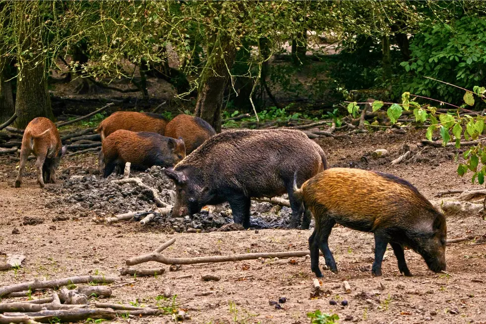 More Than 1,800 Feral Pigs Removed From Land Between the Lakes in 2026