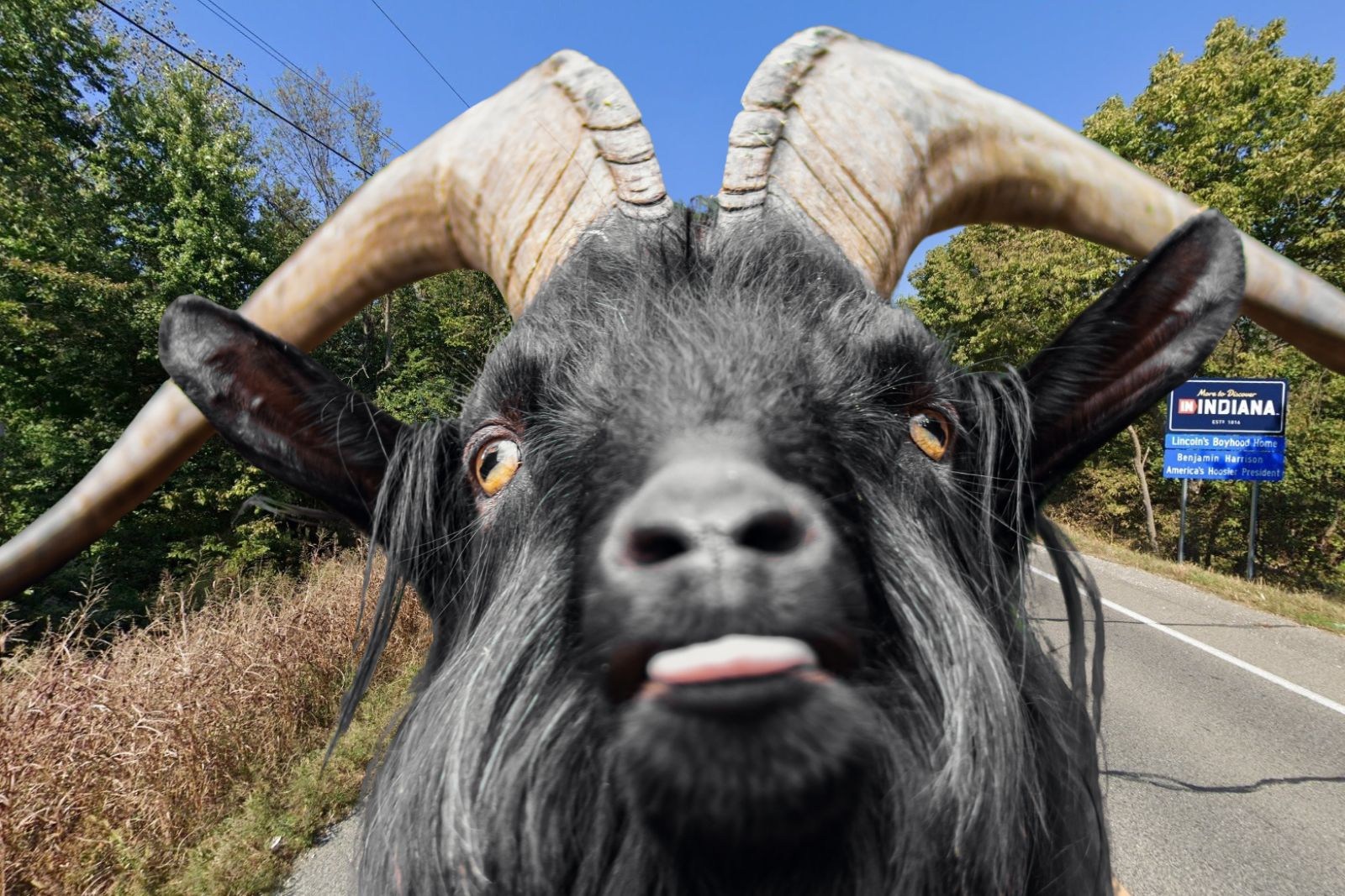 Runaway Goats Finally Captured in Indiana Near Blue Bridge