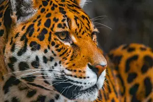 Mesker Park Zoo Welcomes Reba a Young Jaguar From Louisiana