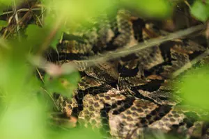 How to Identify Kentucky’s 4 Venomous Snake Species