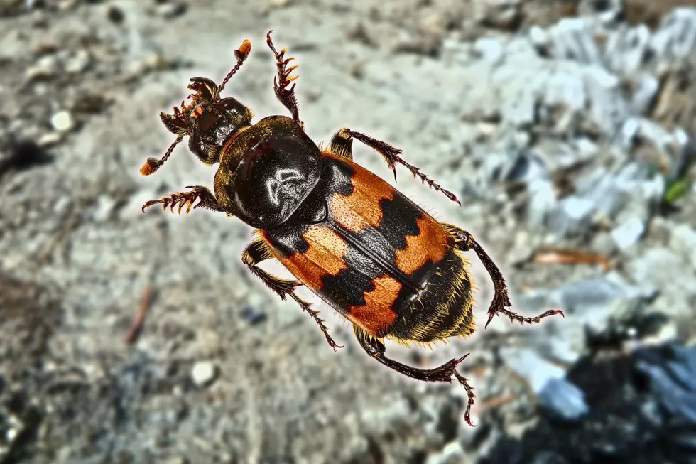 Strange Kentucky Creatures That Look Like They Belong in Another Country