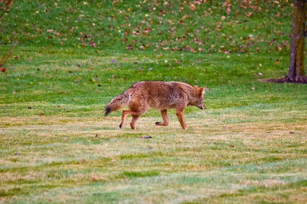 Why You May See More Coyotes in Kentucky During August