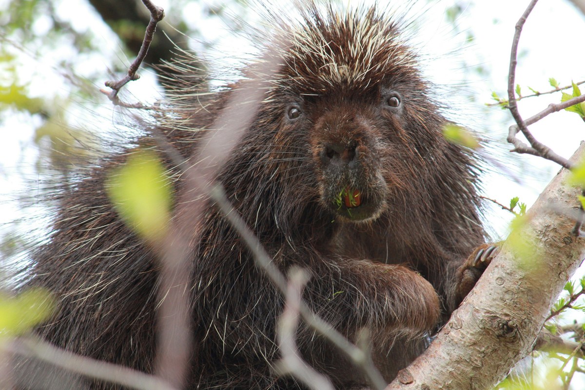 Can You Really Find Porcupines in Kentucky? Here's What to Know