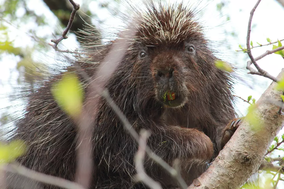 Believe It or Not, You Can Find Porcupines in Kentucky
