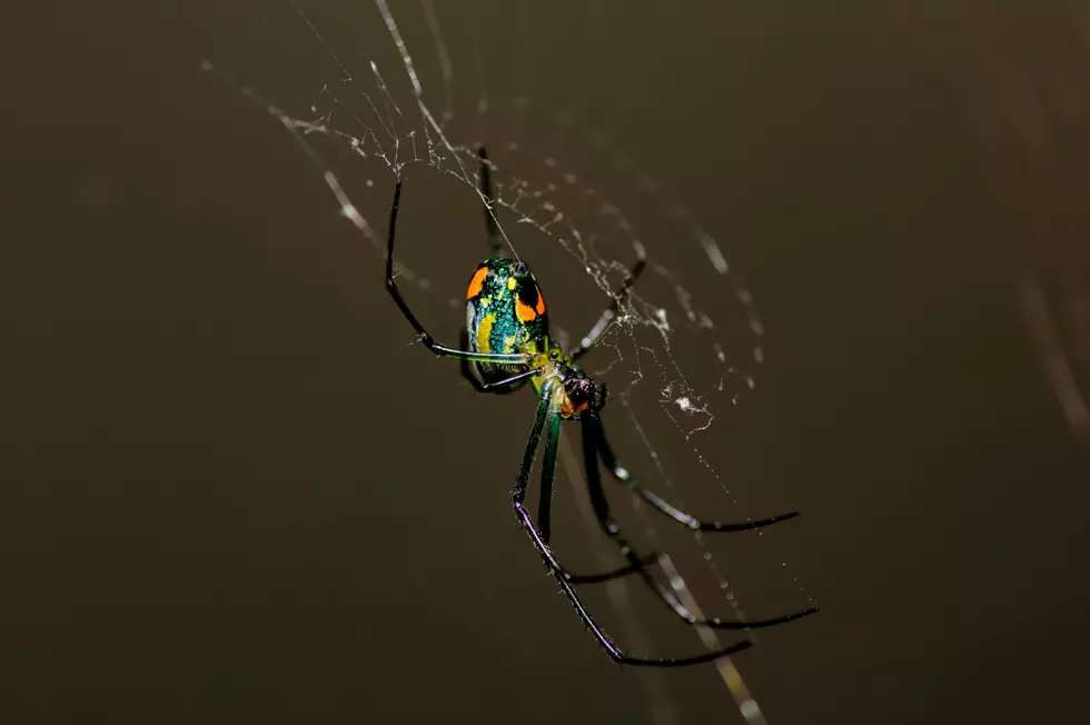 Kentucky's Orchard Orb Weaver Has a Wild Appalachian Legend