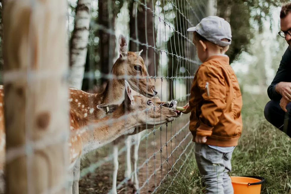 Meet More Than 500 Animals at This Tennessee Petting Farm