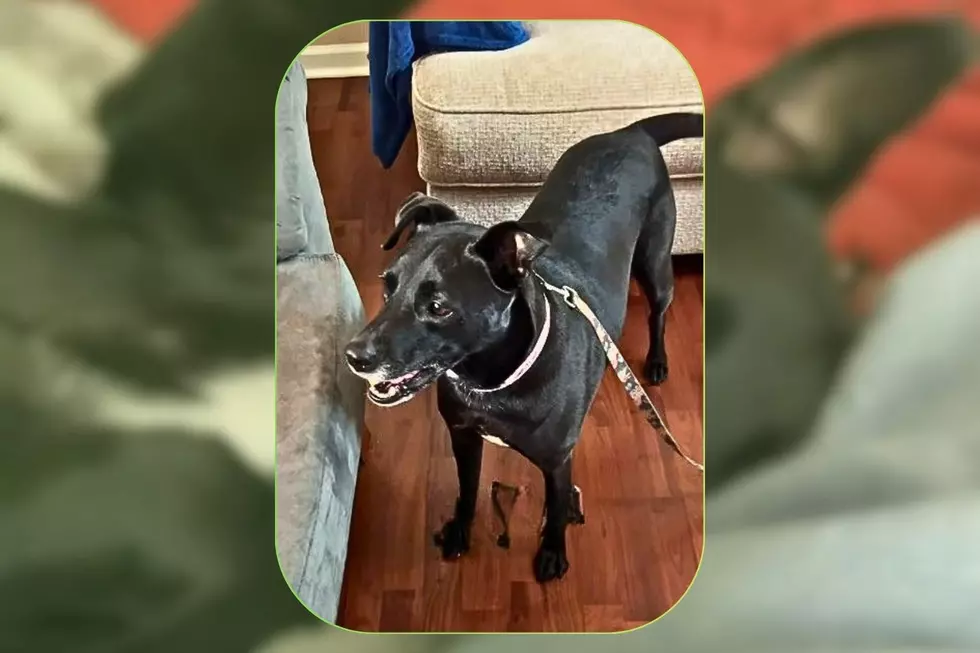 Meet Millie Biscuit, Kentucky’s Four-Legged Social Media Star