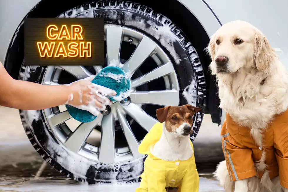 Get Your Car Washed & Help Give Homeless Animals a Second Chance