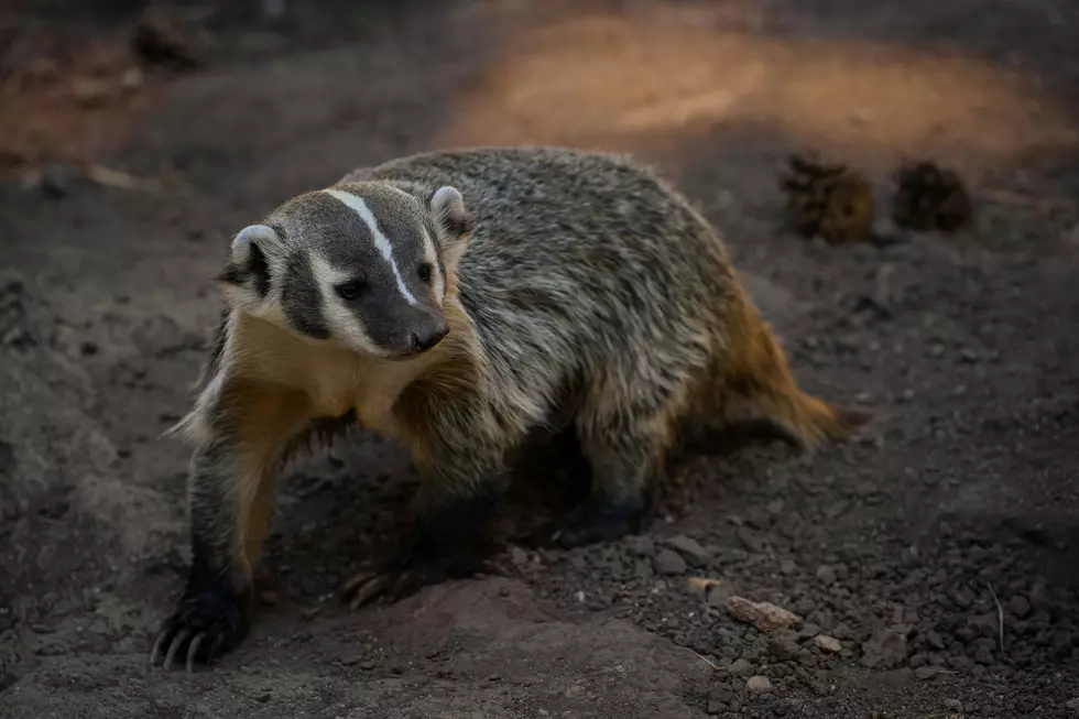 American Badgers May Be Making Their Way Back to Kentucky