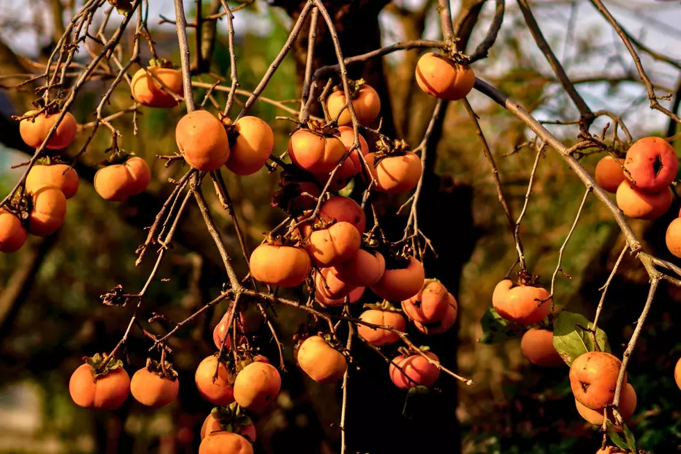 Grab a Persimmon and a Knife It’s Time to Predict Winter