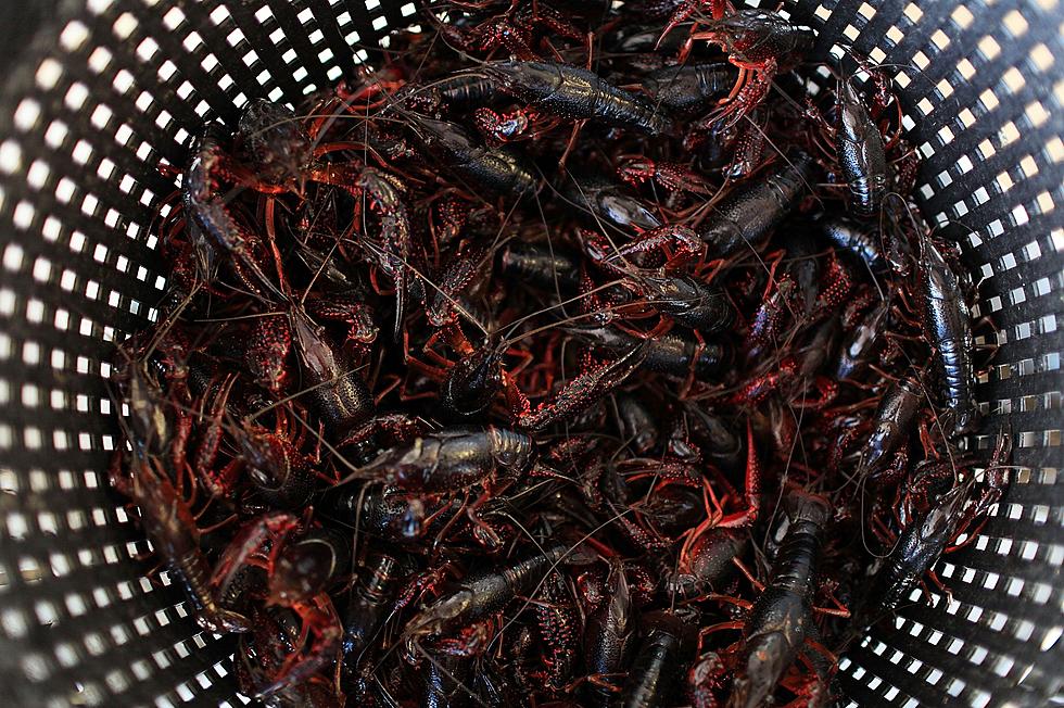 Taylor’s Tavern’s Annual Crawfish Boil This Weekend