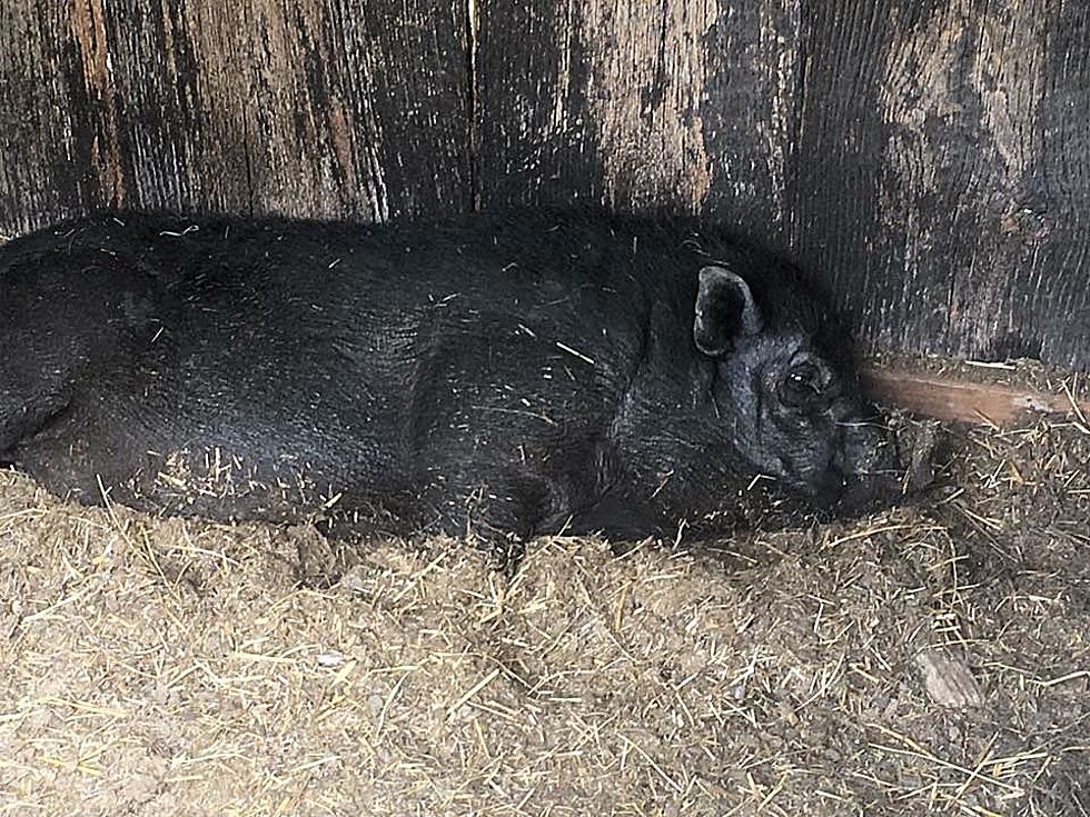 The Livermore Pig Has Been Adopted [Photos]