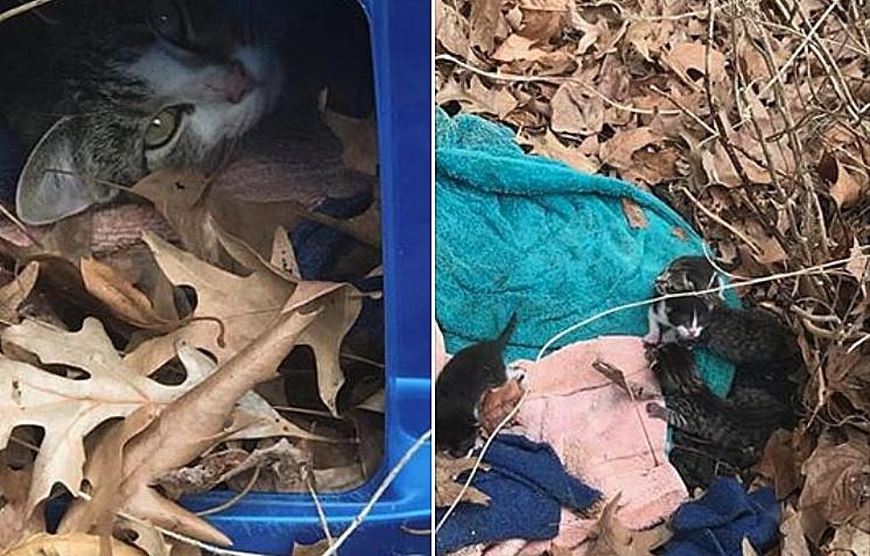 How a Mom and Newborn Kittens Were Found in the Woods [PHOTOS]