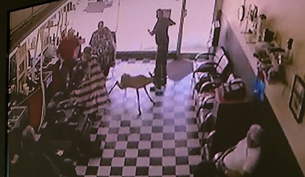 Deer Crashes Through Goodman’s Barbershop [VIDEO]